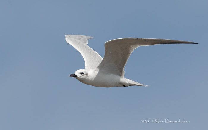 Gull-billed Tern (Gelochelidon nilotica) photo
