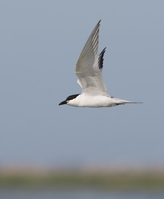 Gull-billed Tern (Sterna nilotica) photo