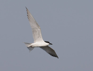 Gull-billed Tern (Sterna nilotica) photo