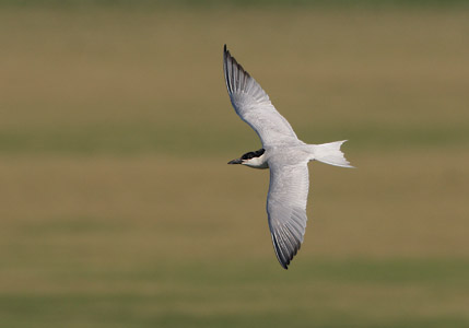 Gull-billed Tern (Sterna nilotica) photo