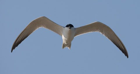 Gull-billed Tern (Sterna nilotica) photo