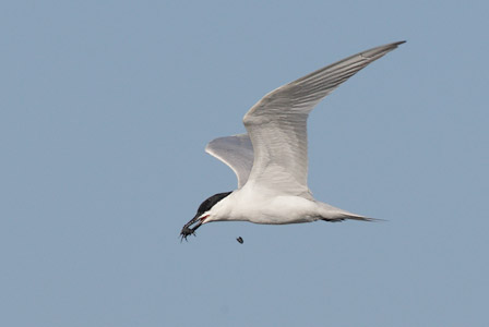 Gull-billed Tern (Sterna nilotica) photo