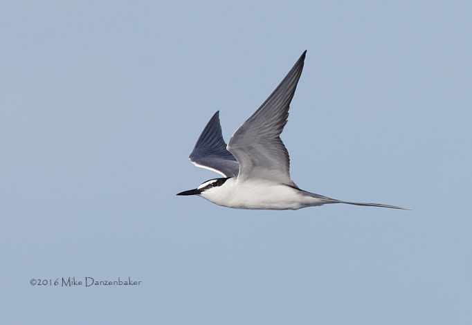 Spectacled Tern (Onychoprion lunatus) photo