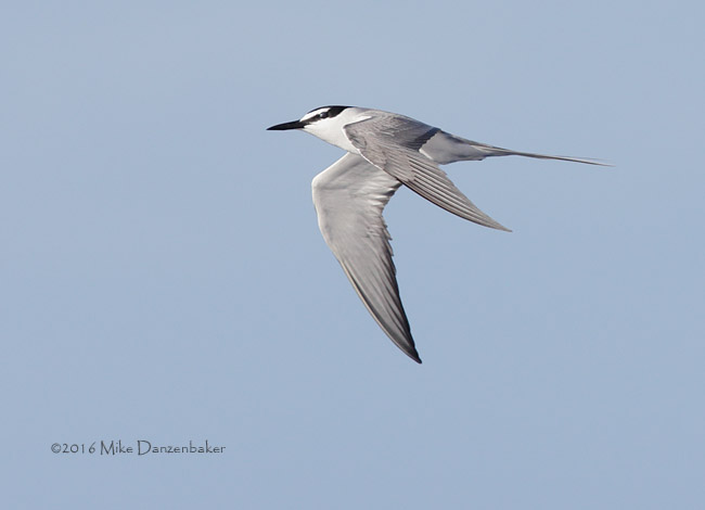 Spectacled Tern (Onychoprion lunatus) photo