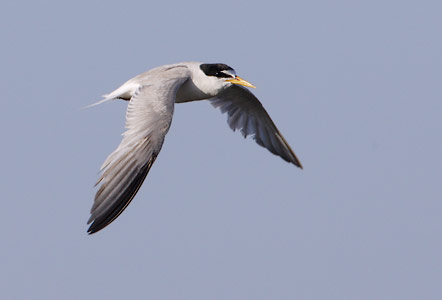 Little Tern (Sterna albifrons) photo