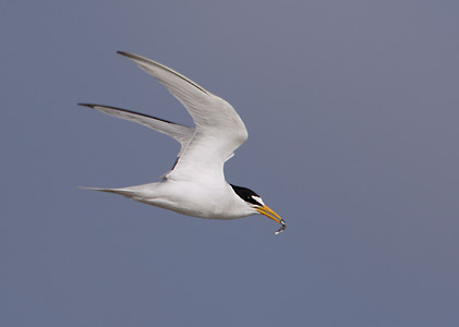 Least Tern (Sterna antillarum) photo