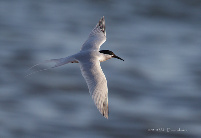 Roseate Tern (Sterna dougallii) photo