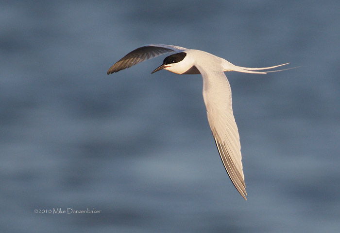 Roseate Tern (Sterna dougallii) photo