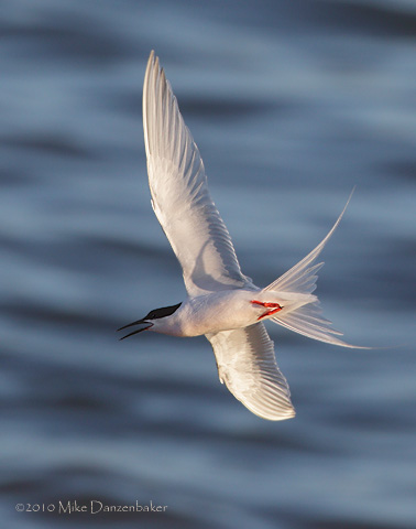 Roseate Tern (Sterna dougallii) photo