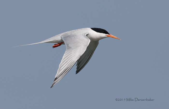 Roseate Tern (Sterna dougallii) photo