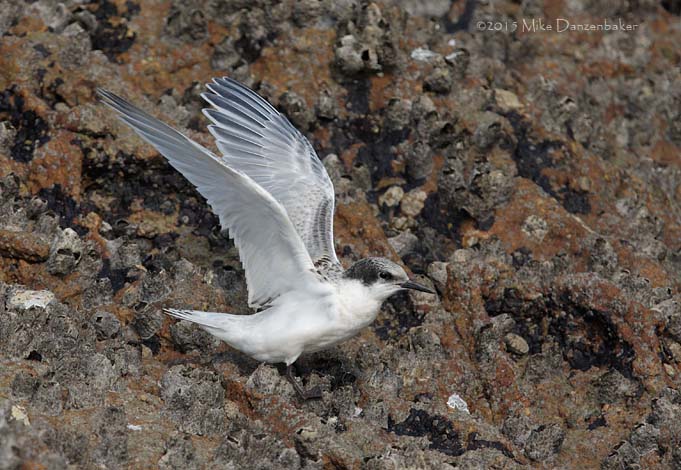 Roseate Tern (Sterna dougallii) photo