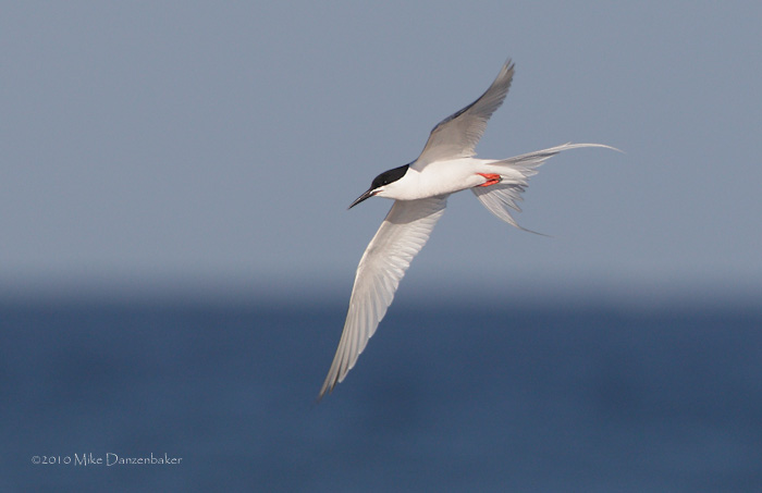 Roseate Tern (Sterna dougallii) photo