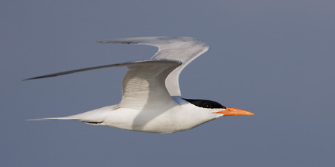 Royal Tern (Sterna maxima) photo