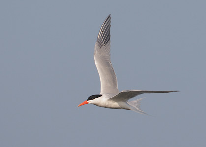 Royal Tern (Sterna maxima) photo