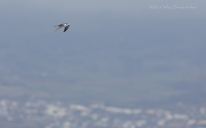 Sooty Tern (Onychoprion fuscatus) photo