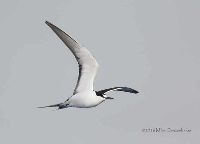 Sooty Tern (Onychoprion fuscatus) photo