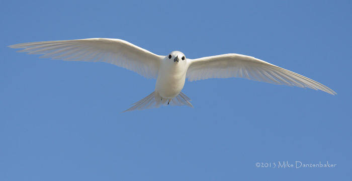 White Tern (Gygis alba) photo