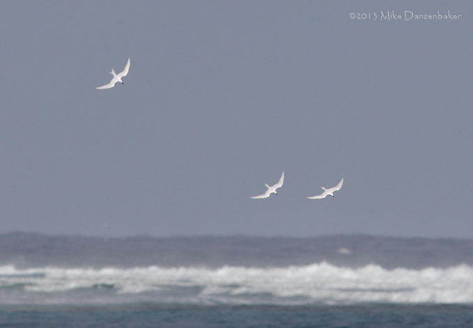 White Tern (Gygis alba) photo