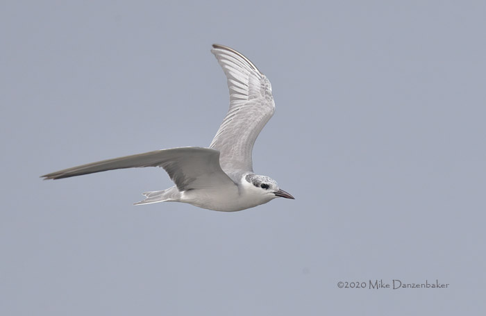 Whiskered Tern (Chlidonias hybrida) photo