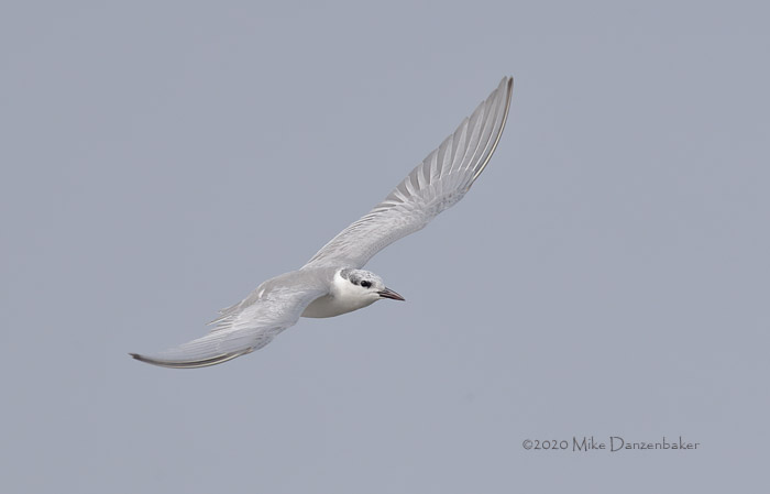 Whiskered Tern (Chlidonias hybrida) photo