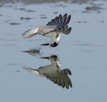Whiskered Tern (Chlidonias hybridus) photo