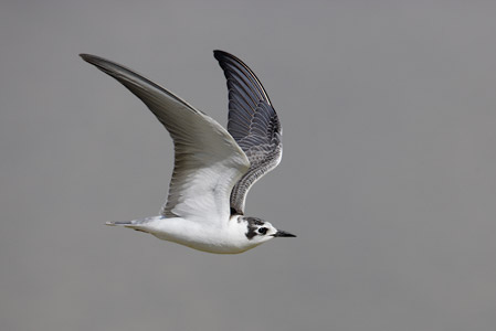 White-winged Tern (Chlidonias leucopterus) photo