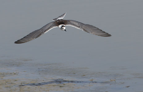 White-winged Tern (Chlidonias leucopterus) photo