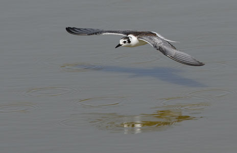 White-winged Tern (Chlidonias leucopterus) photo