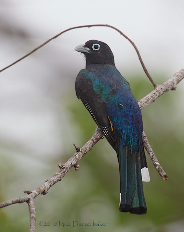 Black-headed Trogon (Trogon melanocephalus) photo