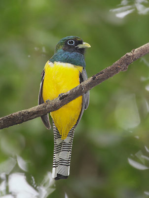Black-throated Trogon (Trogon rufus) photo