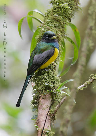 Black-throated Trogon (Trogon rufus) photo