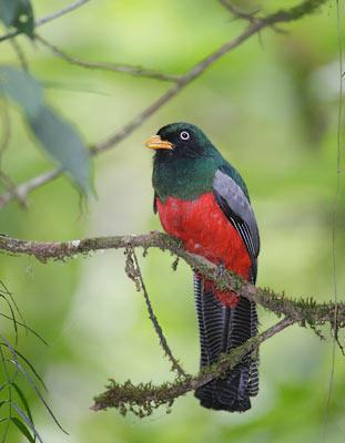 Lattice-tailed Trogon (Trogon clathratus) photo