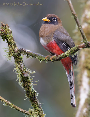 Masked Trogon (Trogon personatus) photo