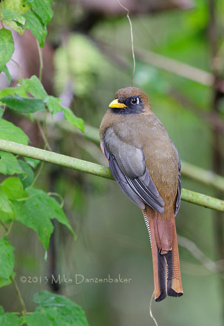 Masked Trogon (Trogon personatus) photo