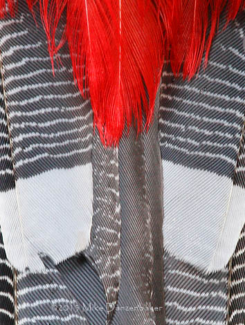 Masked Trogon (Trogon personatus) photo