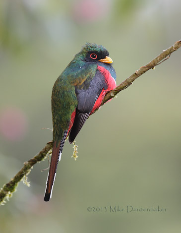 Masked Trogon (Trogon personatus) photo
