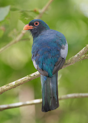 Slaty-tailed Trogon (Trogon massena) photo