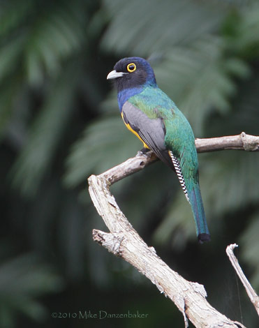 Violaceous Trogon (Trogon violaceus) photo