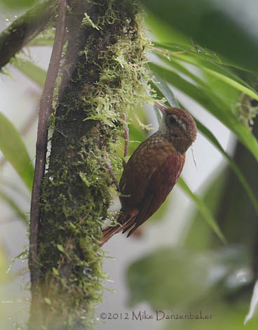 Ruddy Treerunner (Margarornis rubiginosus) photo