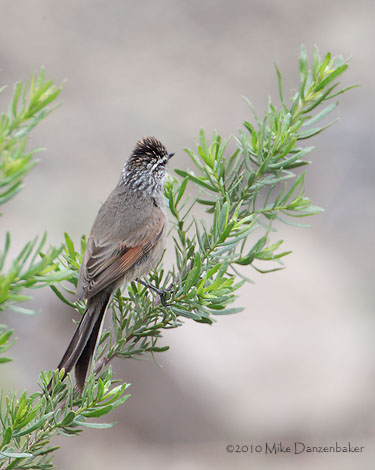 Plain-mantled Tit-Spinetail (Leptasthenura aegithaloides) photo