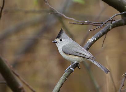 Black-crested Titmouse (Baeolophus atricristatus) photo
