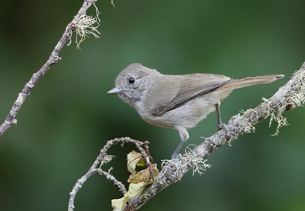 Oak Titmouse (Baeolophus inornatus) photo