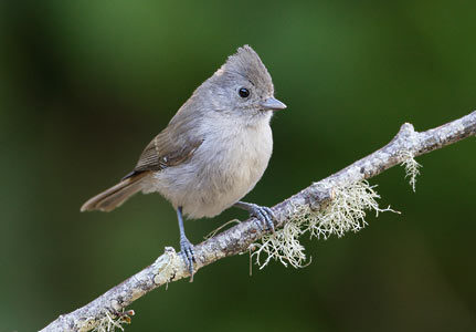 Oak Titmouse (Baeolophus inornatus) photo