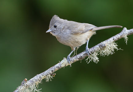 Oak Titmouse (Baeolophus inornatus) photo