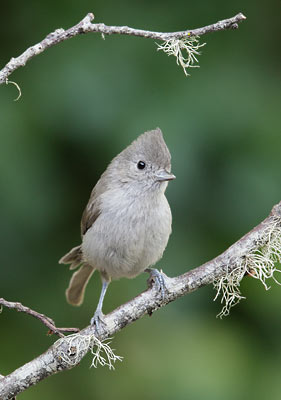 Oak Titmouse (Baeolophus inornatus) photo