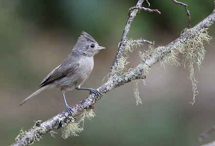 Oak Titmouse (Baeolophus inornatus) photo