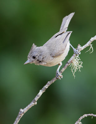 Oak Titmouse (Baeolophus inornatus) photo