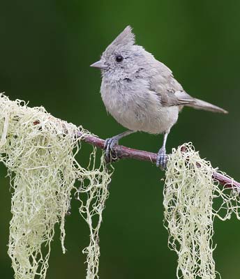 Oak Titmouse (Baeolophus inornatus) photo