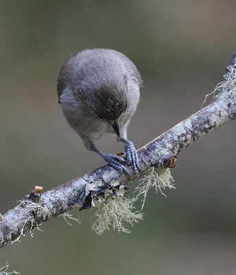 Oak Titmouse (Baeolophus inornatus) photo
