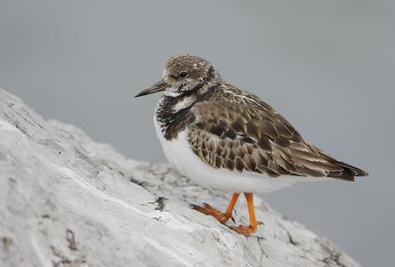 Ruddy Turnstone (Arenaria interpres) photo